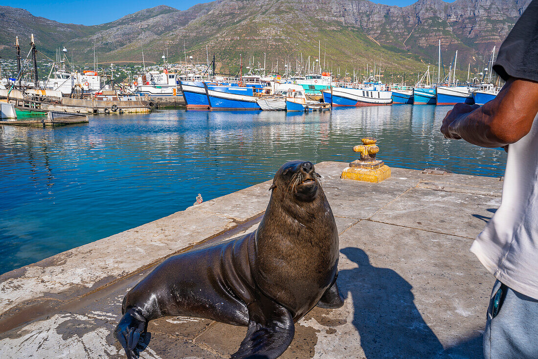 Blick auf Kap-Pelzrobbe (Arctocephalus pusillus pusillus) in Hout Bay Harbour, Hout Bay, Kapstadt, Westkap, Südafrika, Afrika