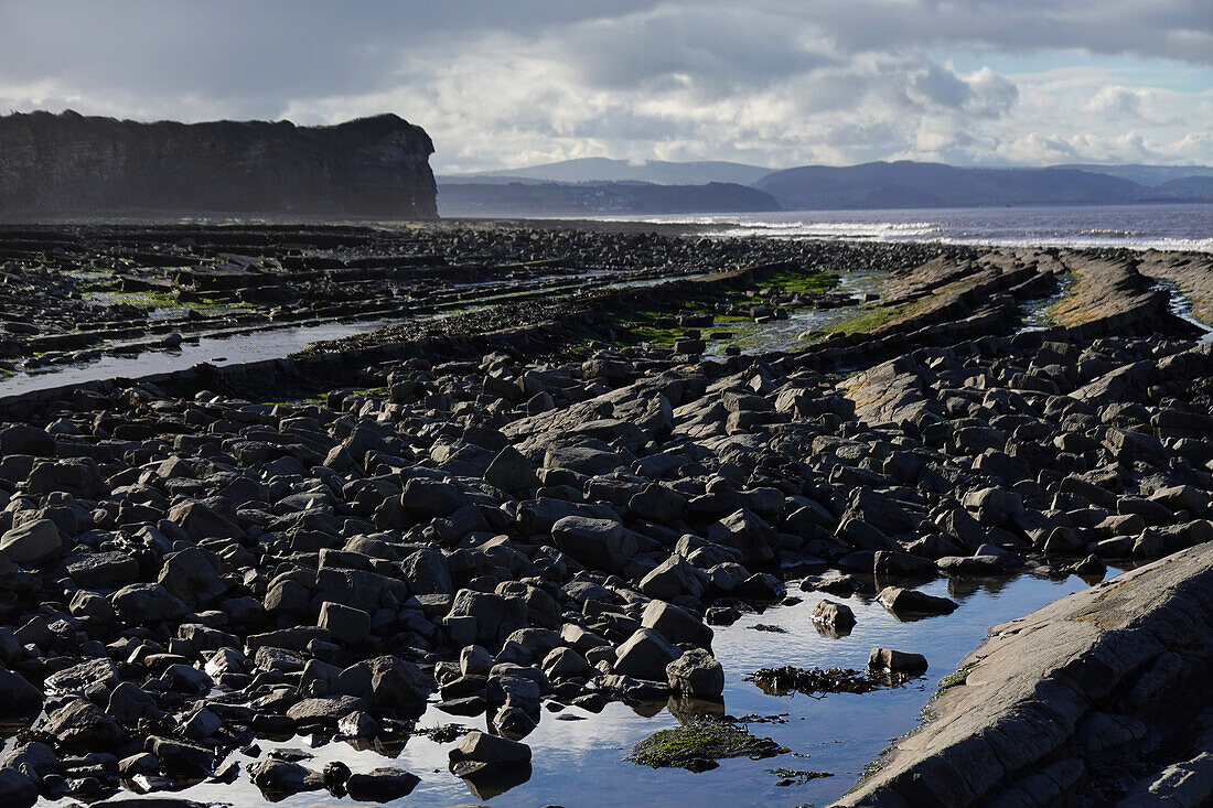 The intertidal zone of the Quantock Coast, containing an abundance of geology and wildlife, a Site of Special Scientific Interest (SSSI), West Somerset, England, United Kingdom, Europe