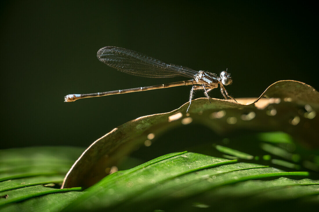 Dragonfly, SarapiquA?, Costa Rica, Central America