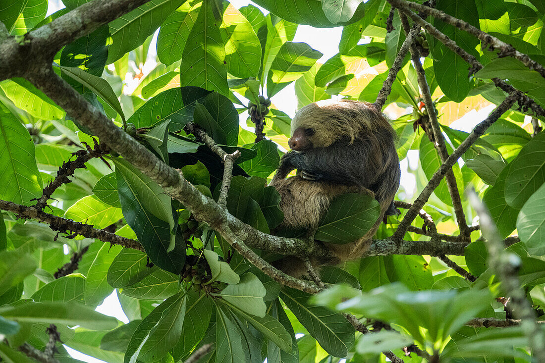 Faultier im Baum, Sarapiqu, Costa Rica, Mittelamerika