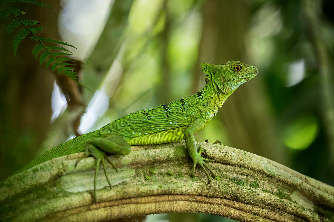 Jesus Christus Eidechse (Gewöhnlicher Basilisk), Sarapiqui, Costa Rica, Mittelamerika