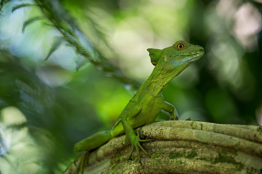 Jesus Christus Eidechse (Gewöhnlicher Basilisk), Sarapiqui, Costa Rica, Mittelamerika