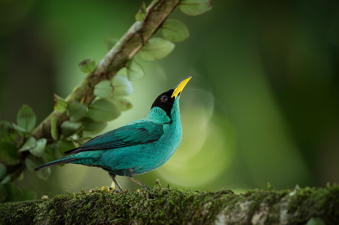 Green honeycreeper, Sarapiqui, Costa Rica, Central America