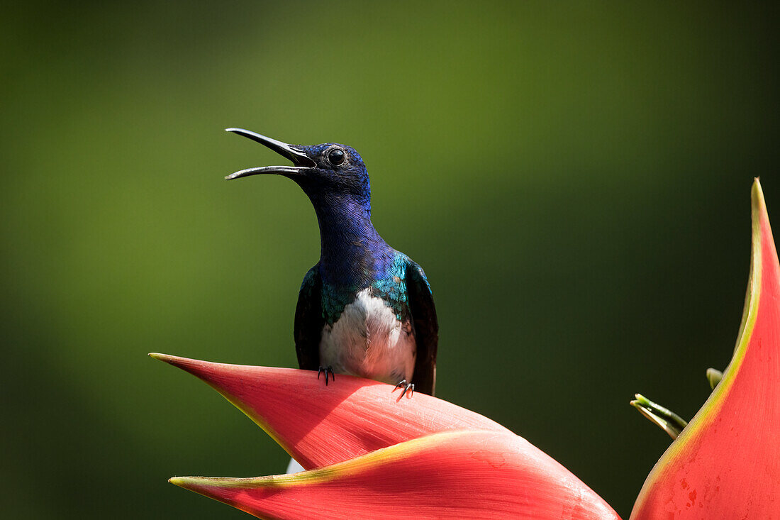 Weißhals-Jakobinenkolibri, Tieflandregenwald, Sarapiqui, Costa Rica, Mittelamerika