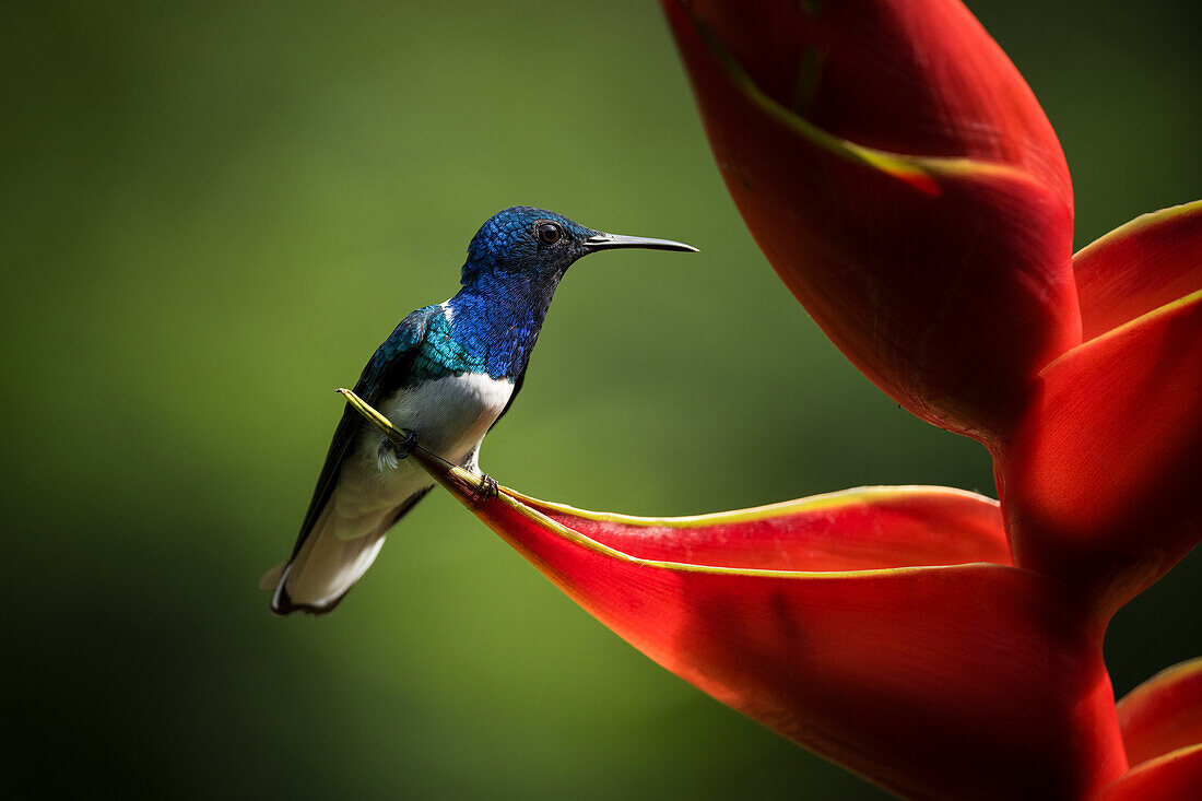 White-necked Jacobin Male Hummingbird, Lowland rainforest, Sarapiqui, Costa Rica, Central America