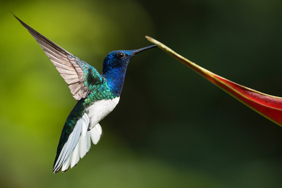 White-necked Jacobin Male Hummingbird, Lowland rainforest, Sarapiqui, Costa Rica, Central America