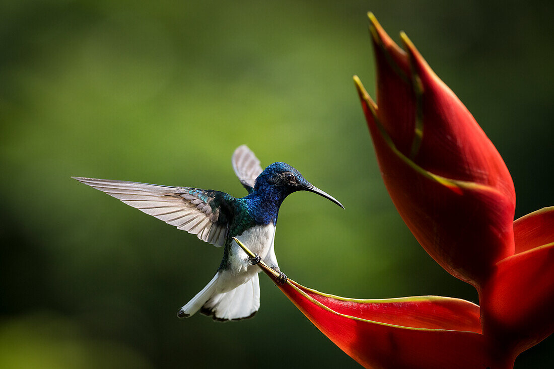 Weißhals-Jakobinenkolibri, Tieflandregenwald, Sarapiqui, Costa Rica, Mittelamerika