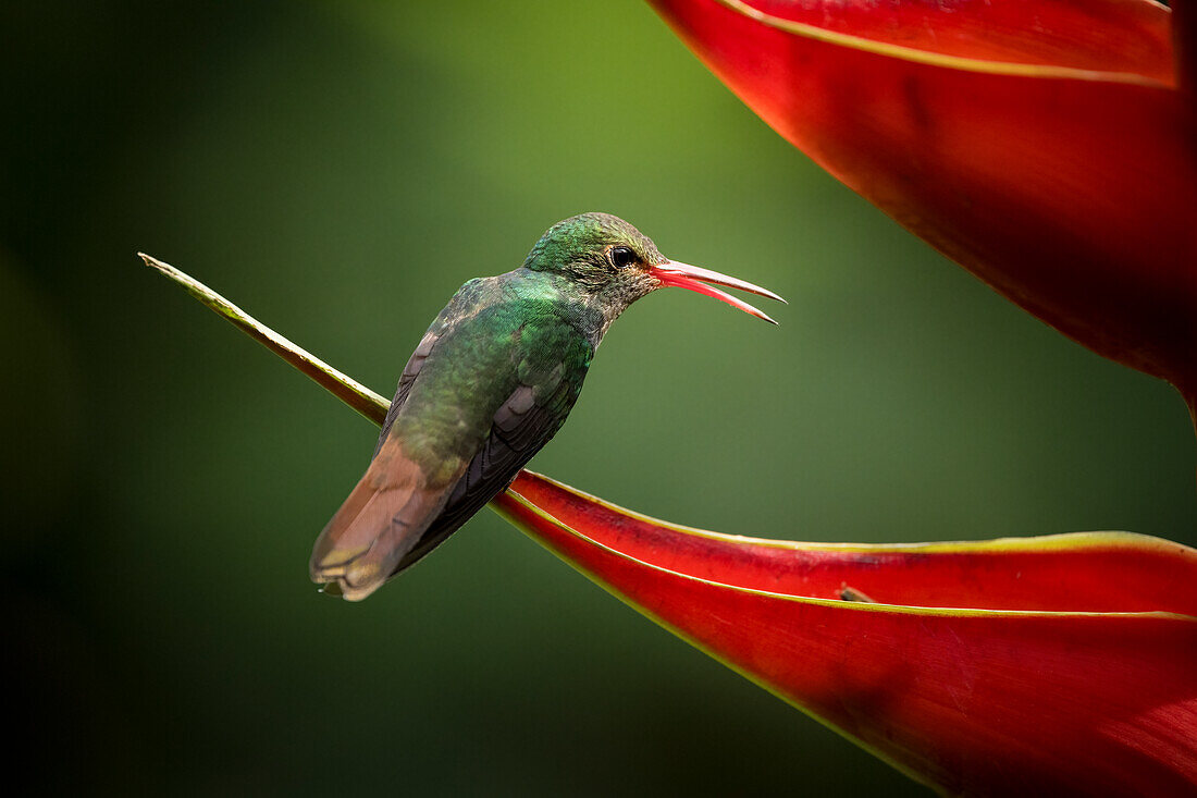 Rufous-tailed Hummingbird, Lowland rainforest, Sarapiqui, Costa Rica, Central America