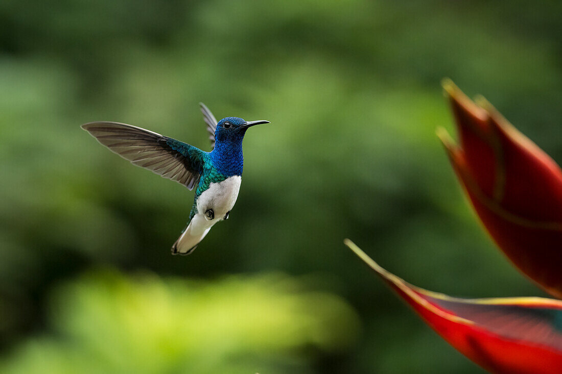 White-necked Jacobin Male Hummingbird, Lowland rainforest, Sarapiqui, Costa Rica, Central America