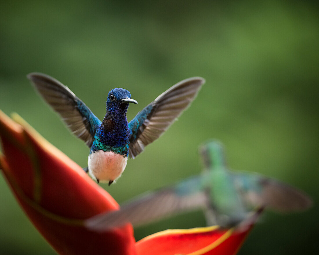 Weißhals-Jakobinenkolibri, Tieflandregenwald, Sarapiqui, Costa Rica, Mittelamerika