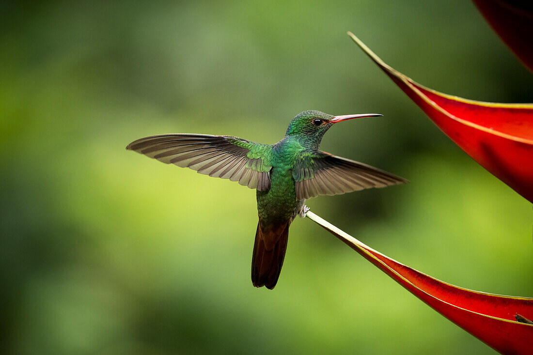 Weißhals-Jakobinenkolibri, Tieflandregenwald, Sarapiqui, Costa Rica, Mittelamerika