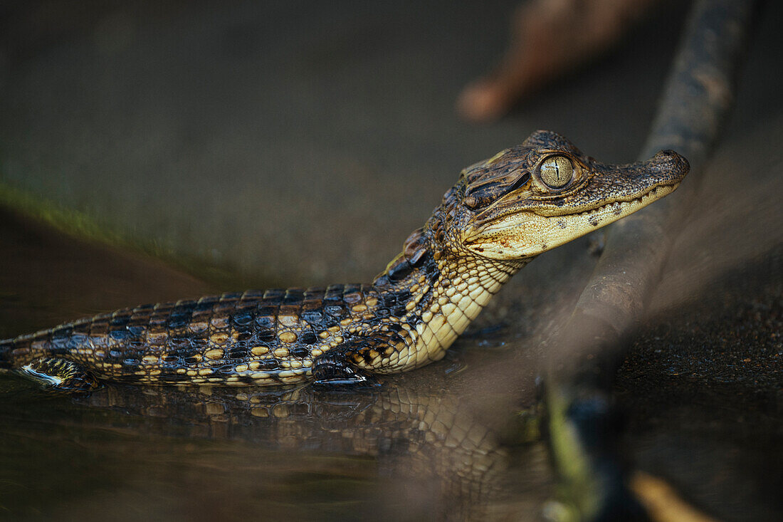 Baby Caiman, Cano Negro, Alajuela Province, Costa Rica, Central America