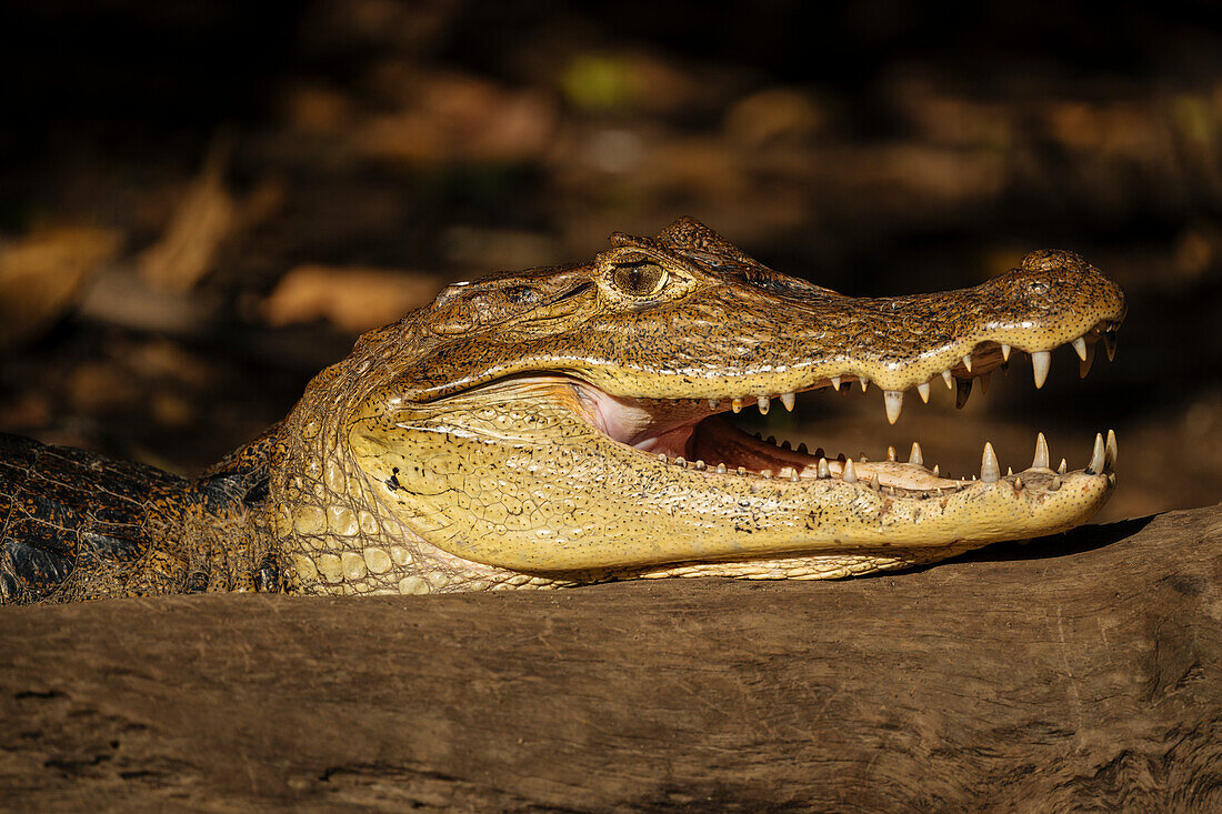 Caiman, Cano Negro, Alajuela Province, Costa Rica, Central America