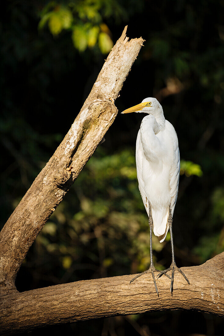 Great blue Heron, Cano Negro, Alajuela Province, Costa Rica, Central America