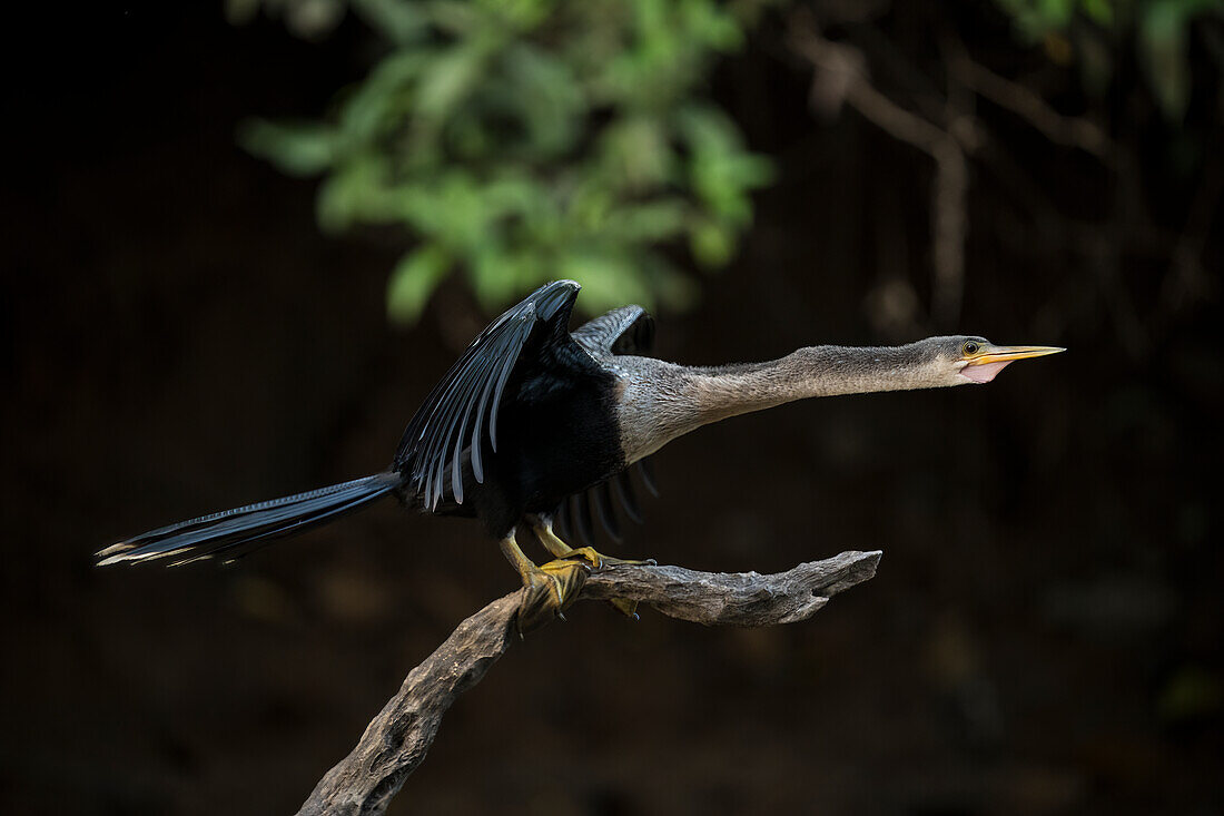 Anhinga, Cano Negro, Alajuela Province, Costa Rica, Central America