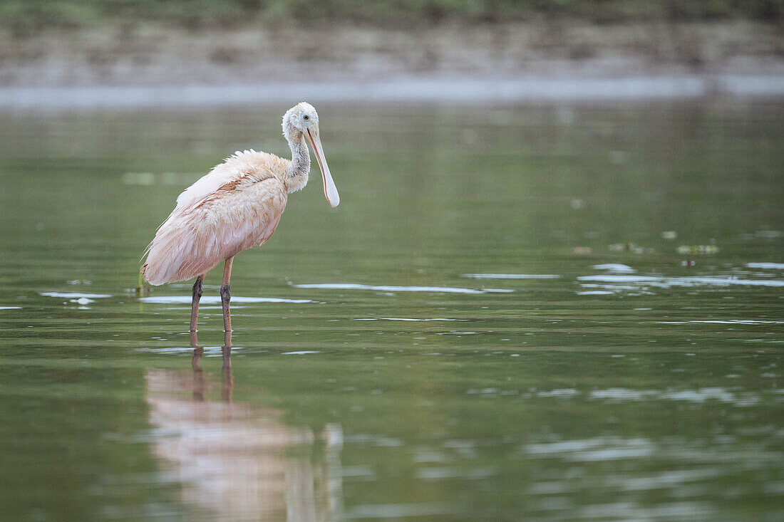 Roseate Spoonbill, Cano Negro, Alajuela Province, Costa Rica, Central America