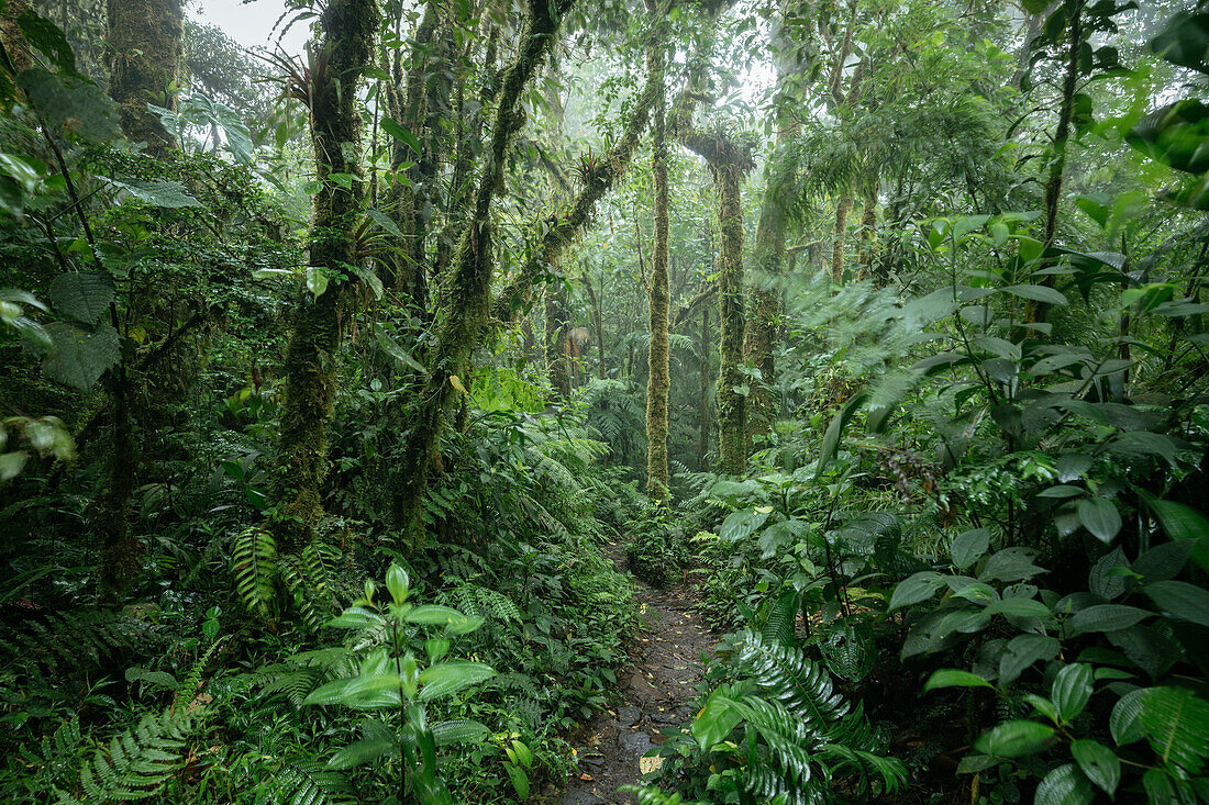 Santa Elena Cloud Forest Reserve, UNESCO World Heritage Site, Guanacaste Province, Costa Rica, Central America