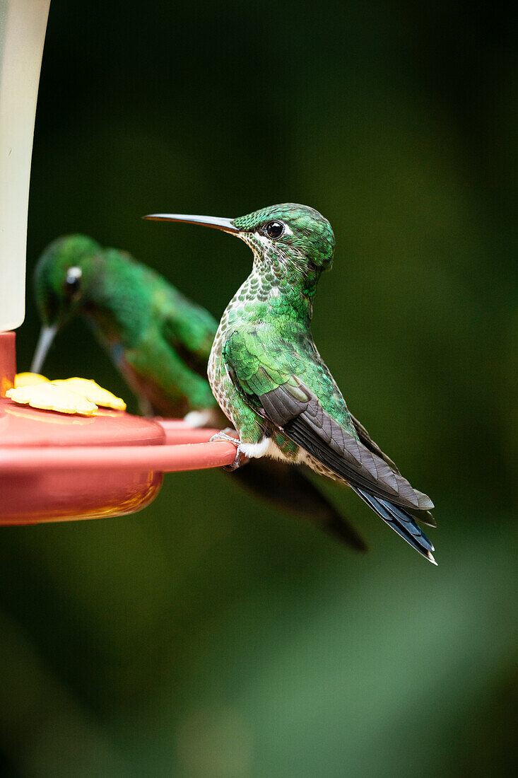 A green-crowned brilliant Hummingbird, Lowland rainforest, SarapiquA?, Costa Rica, Central America