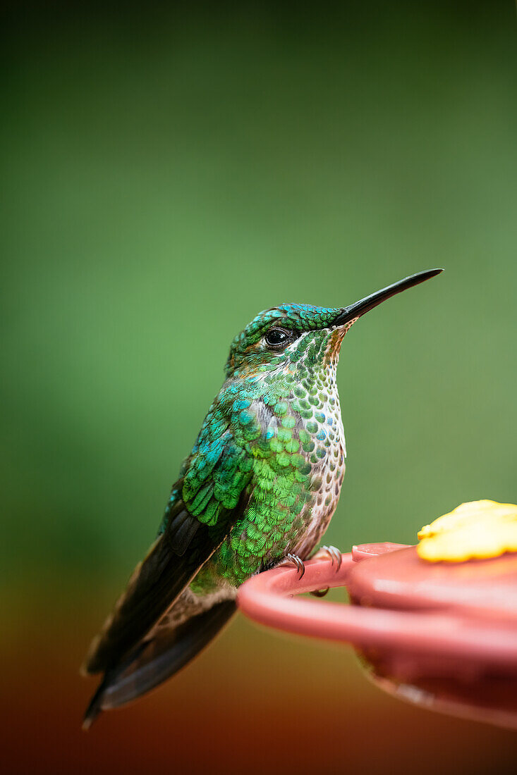 A green-crowned brilliant Hummingbird, Lowland rainforest, SarapiquA?, Costa Rica, Central America