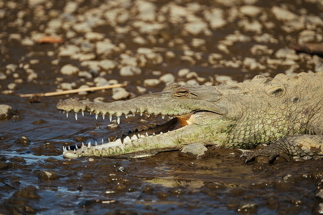 Amerikanisches Krokodil (Crocodylus acutus), Tarcoles-Fluss, Garabito, Provinz Puntarenas, Costa Rica, Mittelamerika