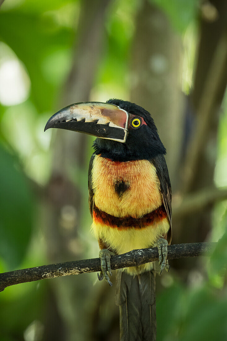 Collared Aracari Toucan (Pteroglossus torquatus), SarapiquA?, Costa Rica, Central America