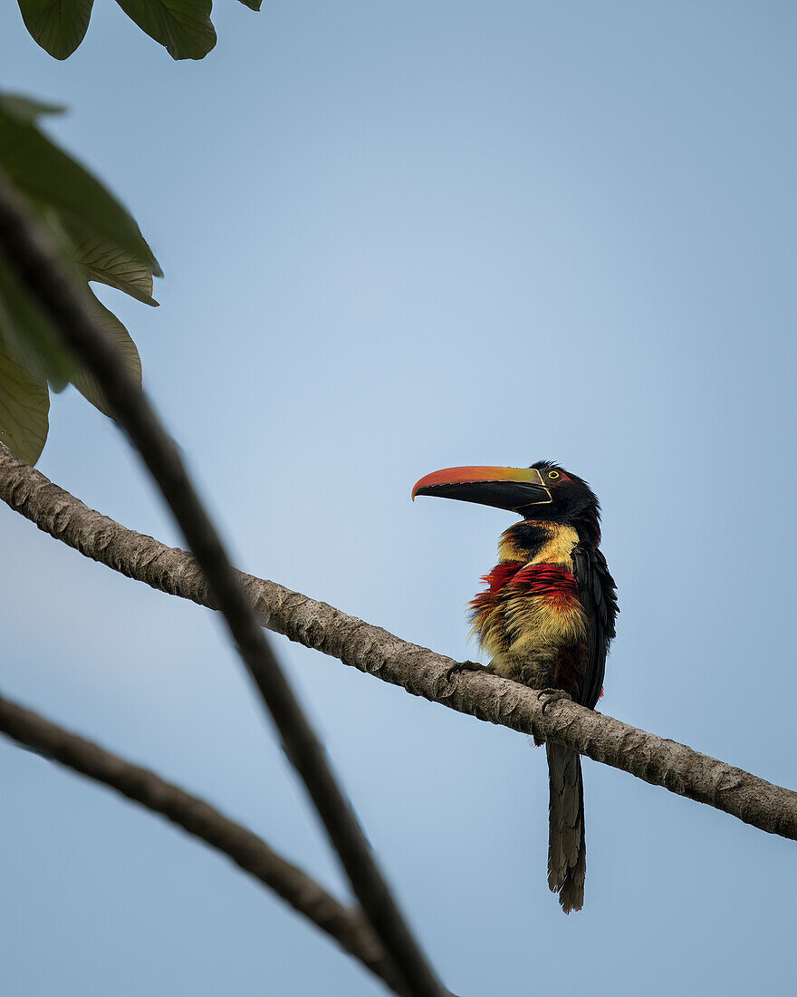 Tukan sitzt in einem Baum, Drake Bay, Provinz Puntarenas, Costa Rica, Mittelamerika