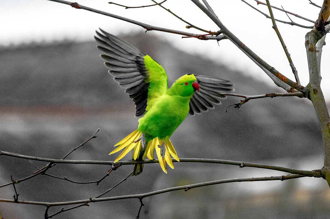 A wild rose-ringed parakeet (Psittacula krameri) takes flight in London, England, United Kingdom, Europe