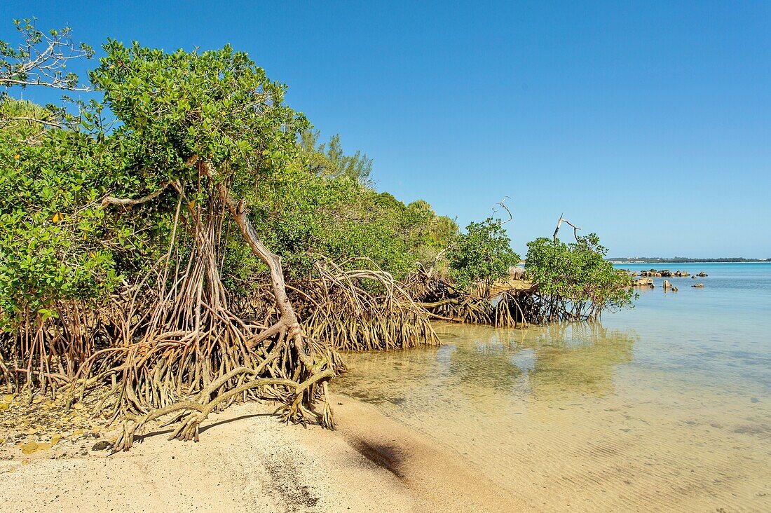 Mangrove Trees at Blue Hole Park, Hamilton Parish, Bermuda, North Atlantic, North America