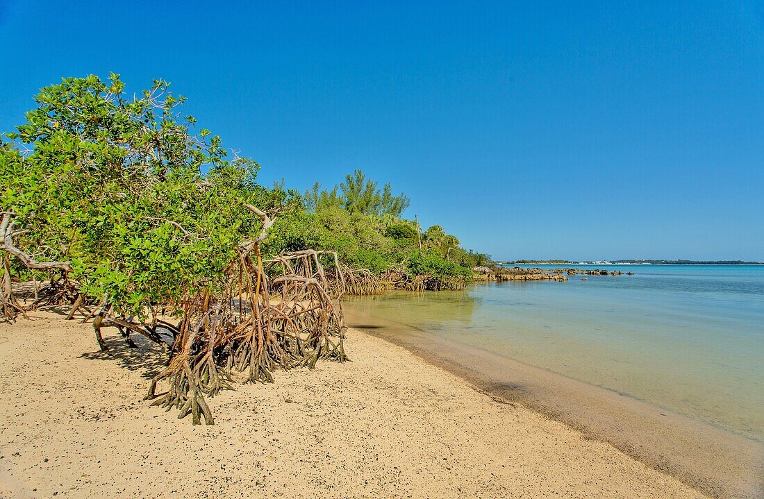 Mangrovenbäume im Blue Hole Park, Gemeinde Hamilton, Bermuda, Nordatlantik, Nordamerika