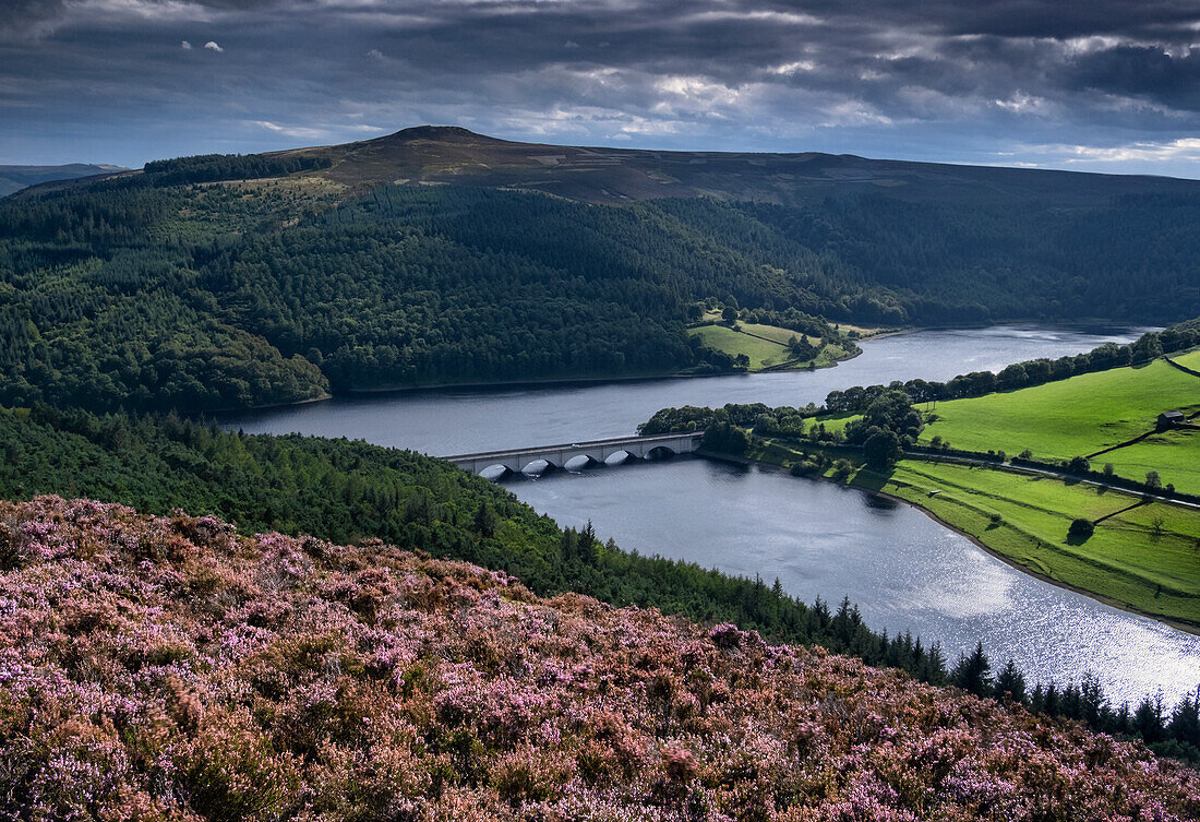 Ladybower Reservoir and Win Hill in summer from heather clad Derwent Edge, Peak District National Park, Derbyshire, England, United Kingdom, Europe