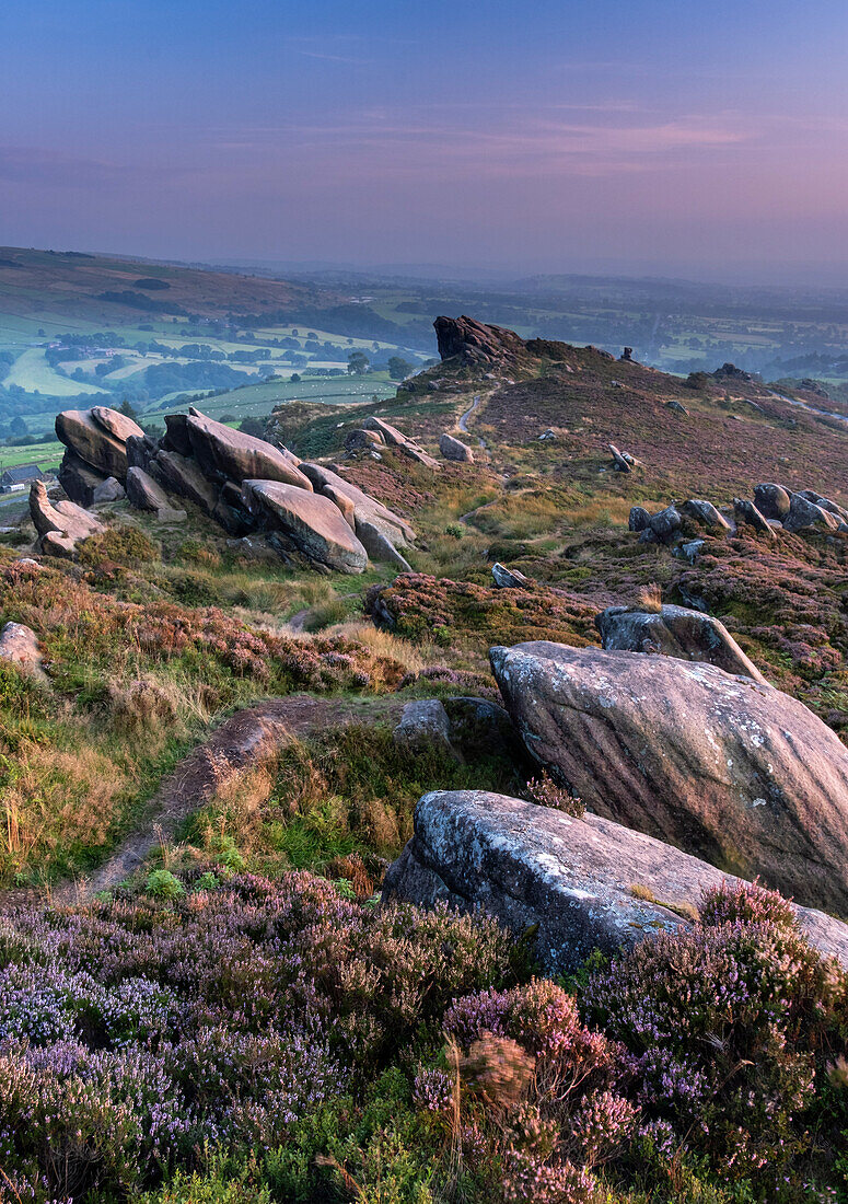 Ramshaw Rocks und violettes Heidekraut im Sommer, bei Leek, Peak District National Park, Staffordshire Moorlands, Staffordshire, England, Vereinigtes Königreich, Europa