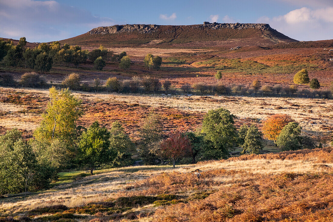 Carl Walk Iron Age Hill Fort in autumn, Hathersage Moor, Peak District National Park, Derbyshire, England, United Kingdom, Europe