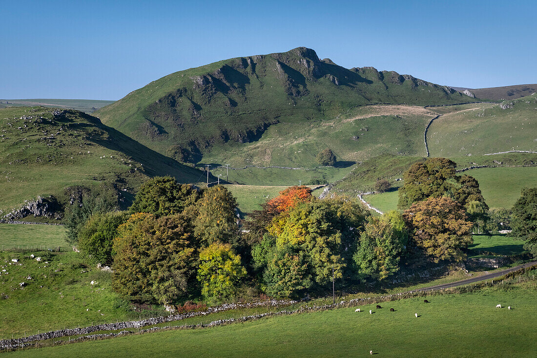 Chrome Hill im Herbst, in der Nähe von Longnor, Peak District National Park, Derbyshire, England, Vereinigtes Königreich, Europa