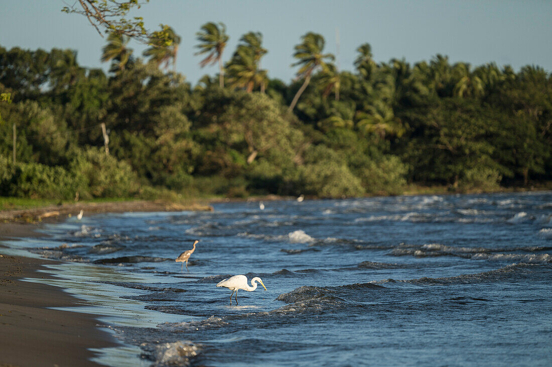 Silberreiher (Ardea alba), Strand von San Fernando, Insel Ometepe, Bundesstaat Rivas, Nicaragua, Mittelamerika