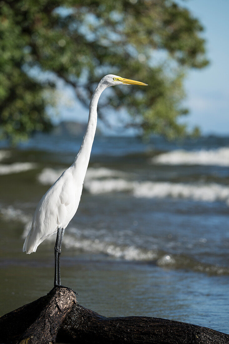 Great Egret (Ardea alba), San Fernando Beach, Ometepe Island, Rivas State, Nicaragua, Central America