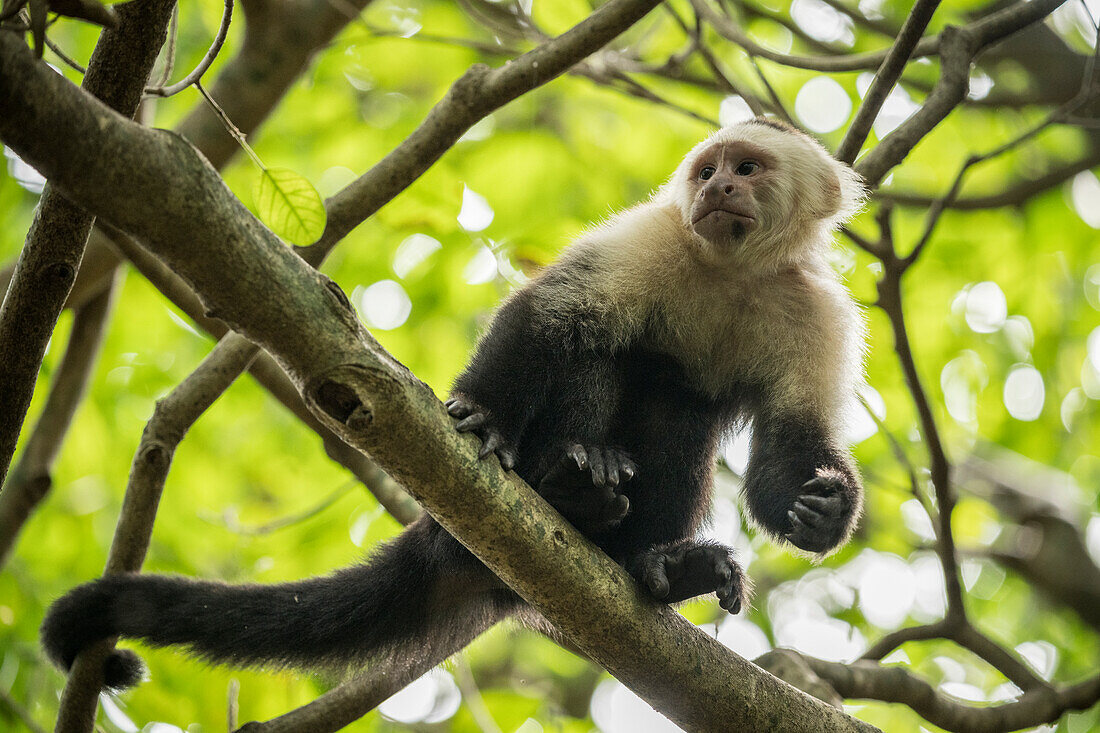 Capuchin Monkey, Reserva de Biosfera Ometepe, Ometepe Island, Rivas State, Nicaragua, Central America