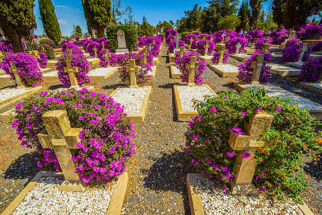 Blühende Blumen auf dem Italienischen Friedhof in Asmara, Eritrea, Afrika