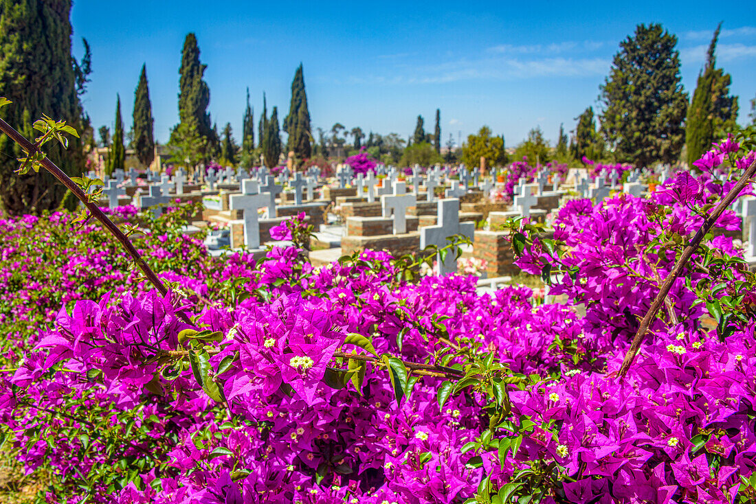 Blühende Blumen auf dem Italienischen Friedhof in Asmara, Eritrea, Afrika