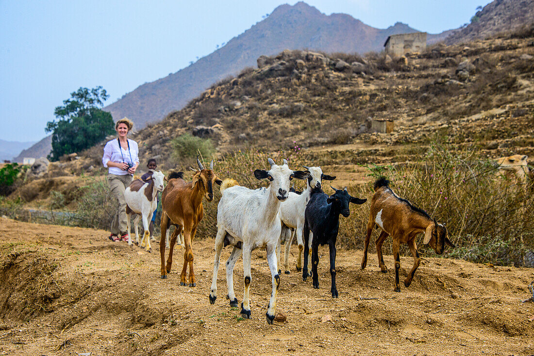 Ziegenherde im Hochland von Eritrea, Afrika