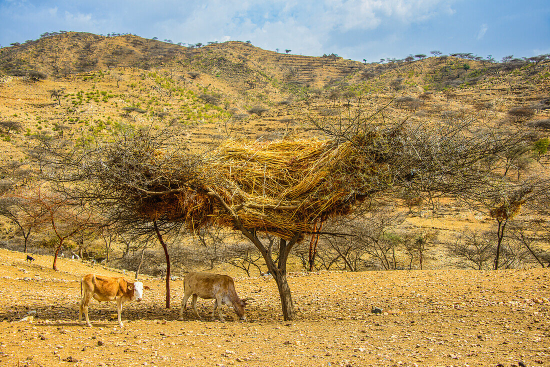 Traditonal way of storing straw in a tree in the highlands of Eritrea, Africa