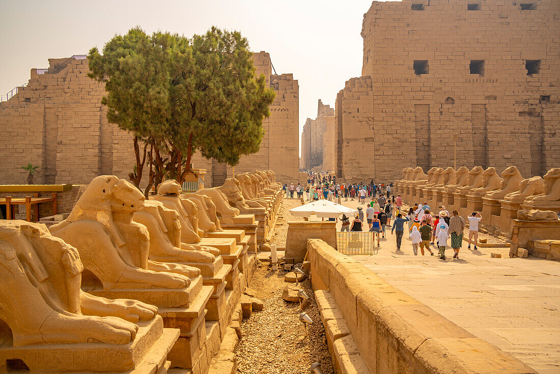 Blick auf die Sphinxen mit Widderkopf, die zum ersten Pylon des Karnak-Tempels führen, Karnak, Theben, UNESCO-Welterbe, Ägypten, Nordafrika, Afrika