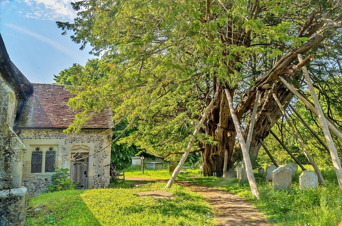 The Wilmington Yew, a yew tree believed to be at least 1600 years old, in the churchyard of St. Mary and St. Peter, Wilmington, East Sussex, England, United Kingdom, Europe