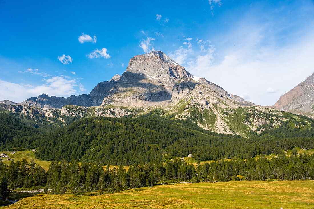 Lush green pine forests and meadows in front of the towering Monte Leone, rugged mountain, Italian Alps, Italy, Europe