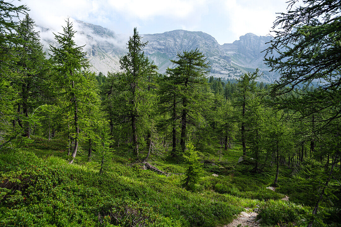 Üppiger grüner Alpenkiefernwald in den Alpen des Trentino, Italien, Europa