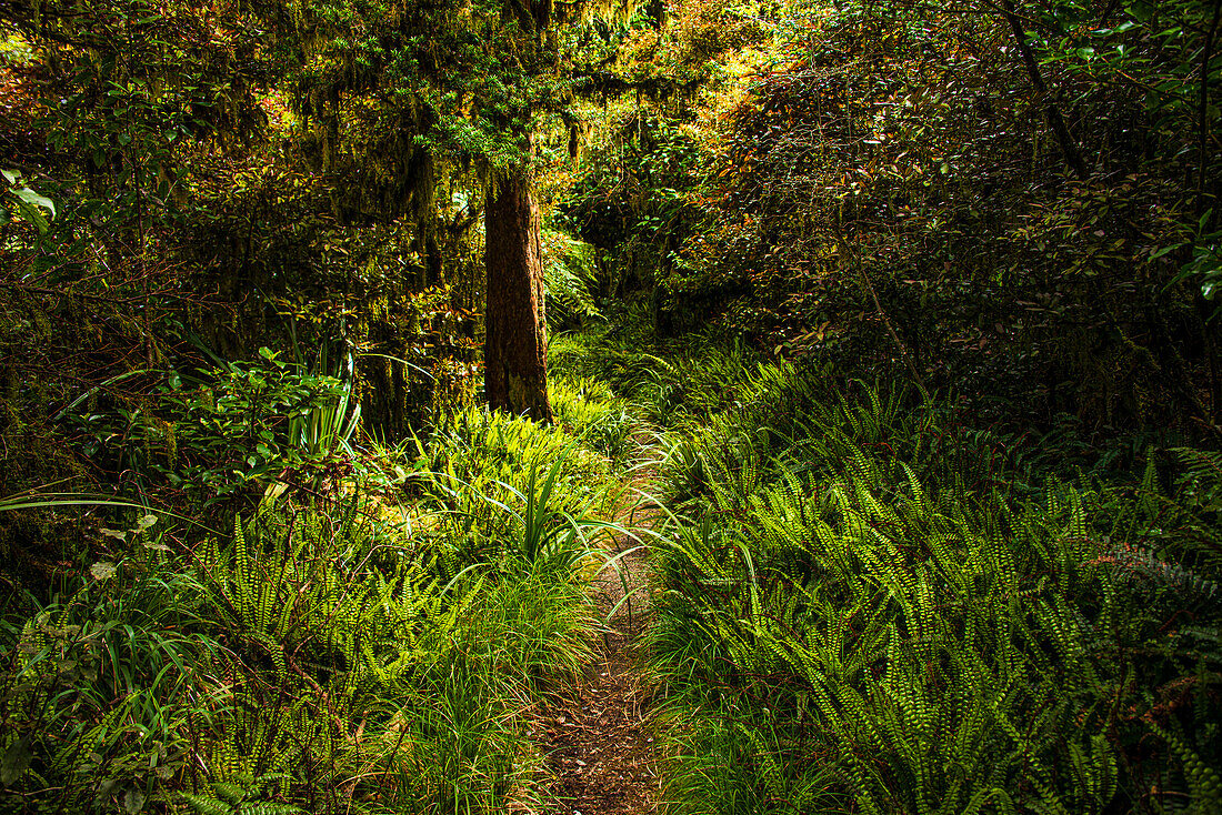 Lush green untouched forest (rainforest) in the jungle of Taranaki Volcano, North Island, New Zealand, Pacific