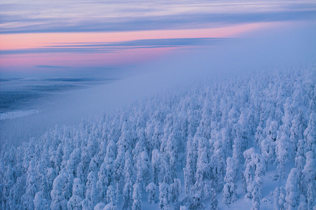 Aerial view of a forest completely covered in snow during a blue hour in Finnish Lapland, Finland, Europe