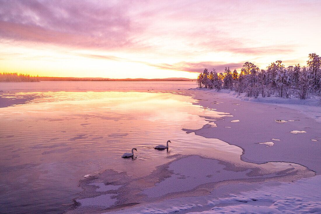 Two swans swim in the frozen lake during an amazing winter sunrise in Muonio, Finland, Europe