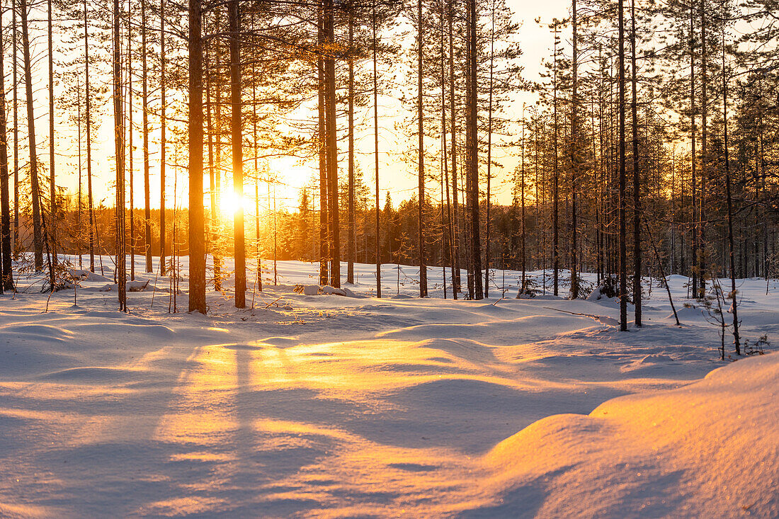 Warmes Sonnenlicht beleuchtet einen Tannenwald in der Nähe von Rovaniemi, an einem kalten Winternachmittag, Rovaniemi, Finnland, Europa