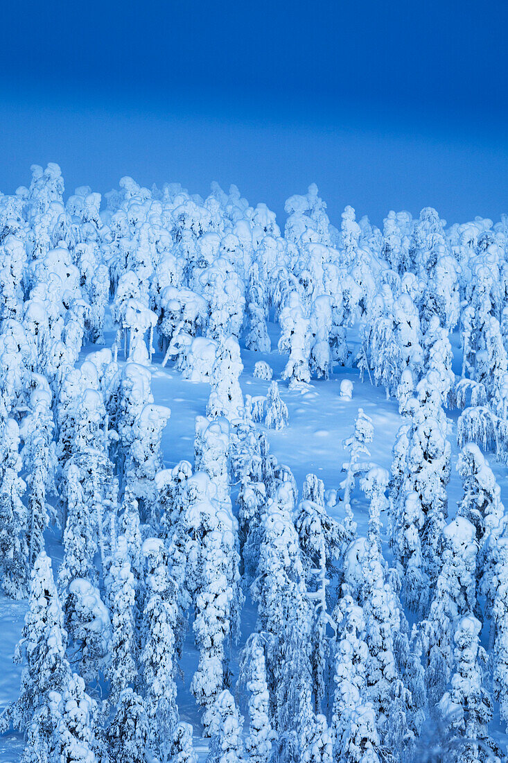 A forest completely covered in snow during a blue hour in Finnish Lapland, Finland, Europe