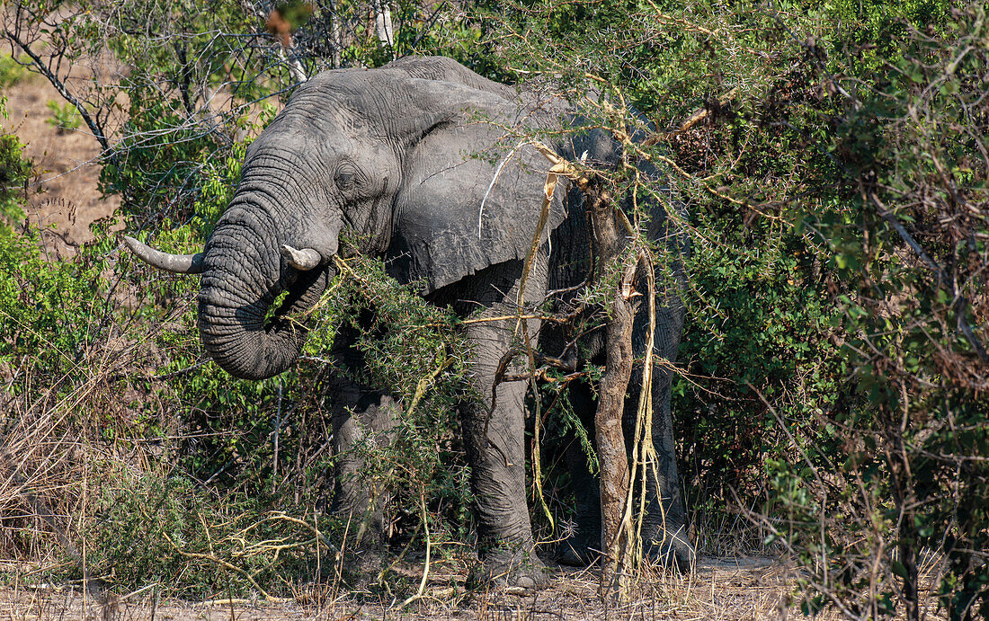 Elefant (Loxodonta africana) beim Fressen eines Akazienbaums, dessen Dornen über 50 mm lang und sehr scharf sein können, Sambia, Afrika